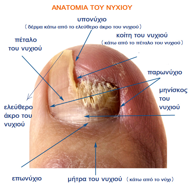 onyxomikitiasi dipla sto kimeno 1